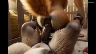 Dog and donkey futas playing together (Art And Animation By H0rs3)